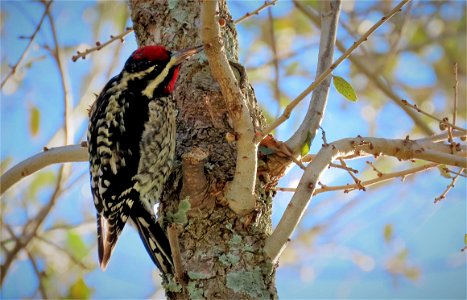 Yellow-bellied Sapsucker photo