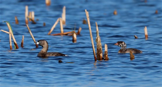 Pied-Billed Grebe Adult and Juvenile Huron Wetland Management District photo