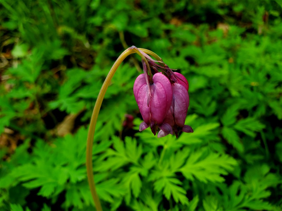 Bleeding Hearts along the Beaver Lake Trail, Mt. Baker-Snoqualmie National Forest. Photo by Anne Vassar April 29, 2021.