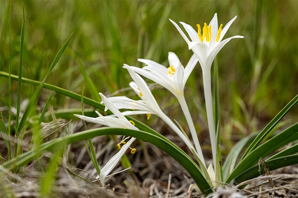 Leucocrinum montanum