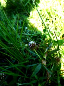 Trifolium strictum L., 1755