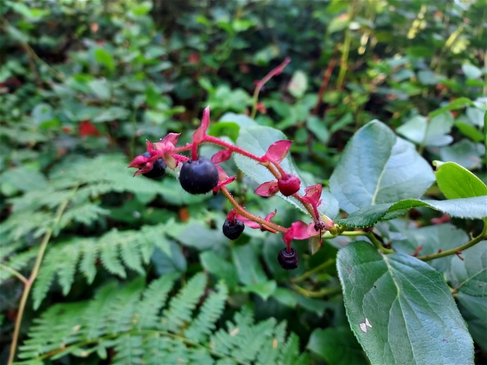 Salal, Mt. Baker-Snoqualmie National Forest. Photo by Anne Vassar Sept. 13, 2021.