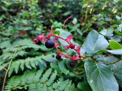 Salal, Mt. Baker-Snoqualmie National Forest. Photo by Anne Vassar Sept. 13, 2021.