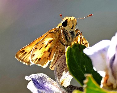 SKIPPER, FIERY (Hylephilia phyleus) (03-03-2023) valverde co, tx -02