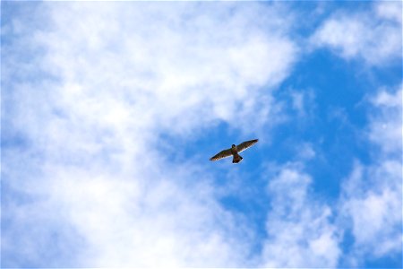 Peregrine Falcon - Falco peregrinus photo