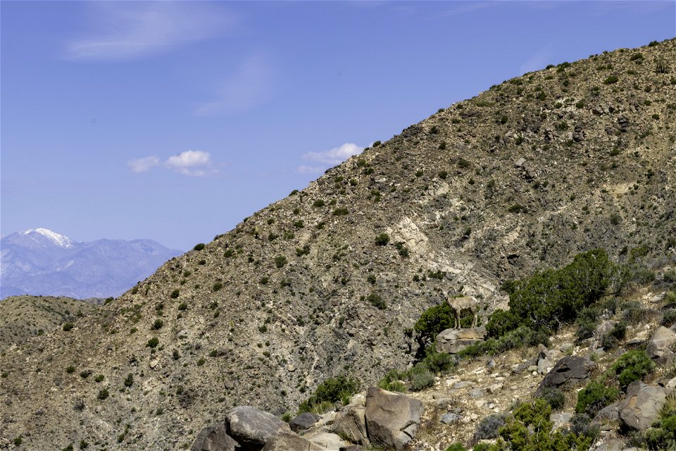 Desert Bighorn sheep (Ovis candensis nelsoni) near Keys View