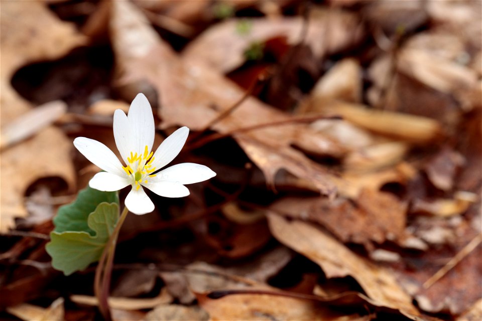 Bloodroot at Jordan Hollow Trail