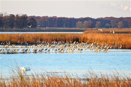 Sandhill cranes in a shallow wetland at Sherburne National Wildlife Refuge