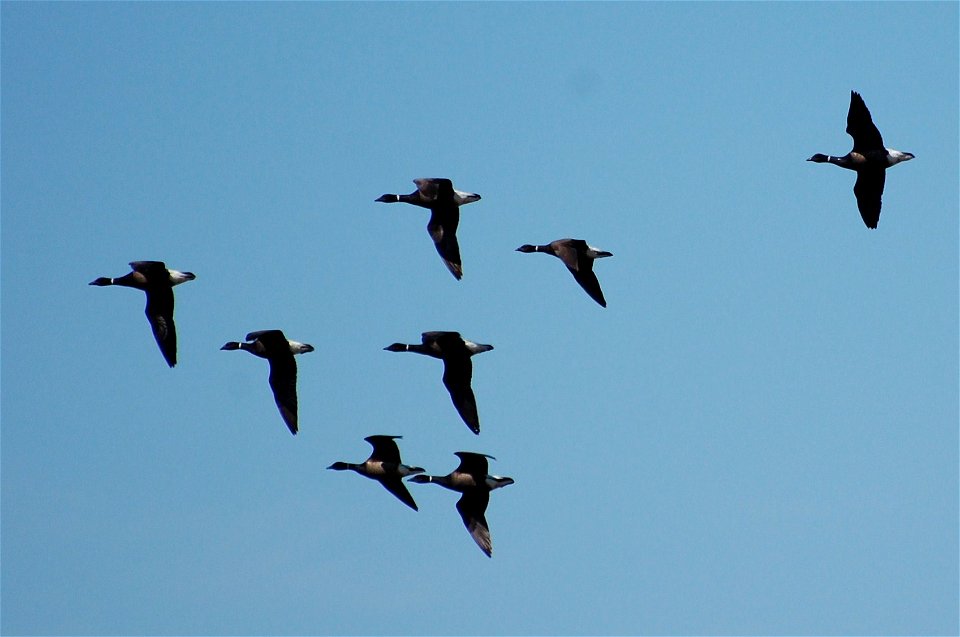Brant