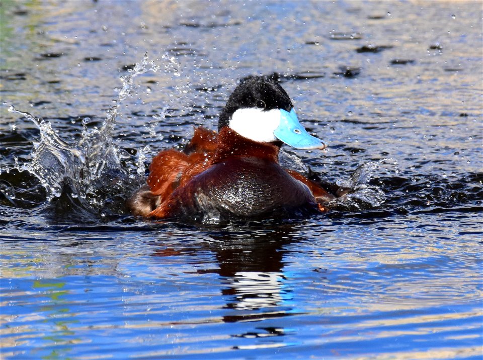 Ruddy duck at Seedskadee National Wildlife Refuge