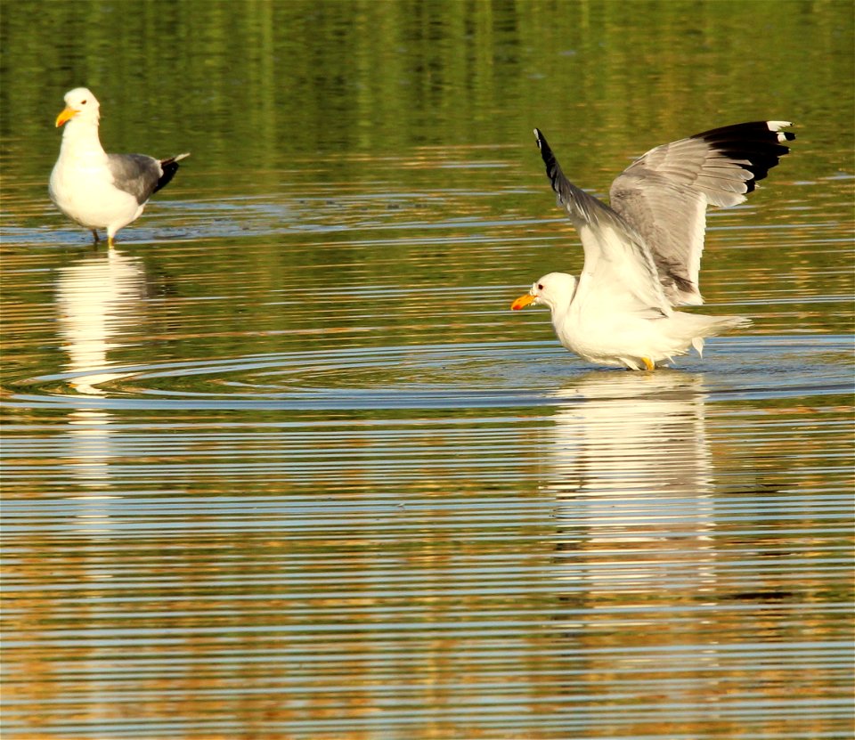 California Gulls Bear River MBR