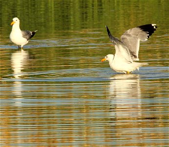 California Gulls Bear River MBR photo