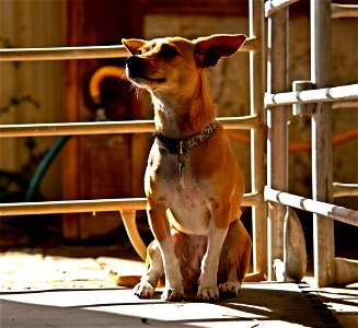 Farm Dog