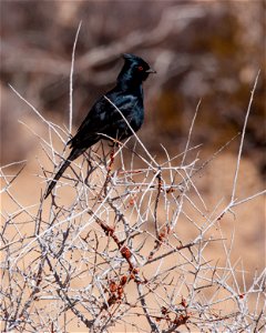 Male Phainopepla