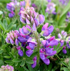 Lupinus, sp (Lupine sp) (05-07-2022) crescent city, del norte co, ca -01