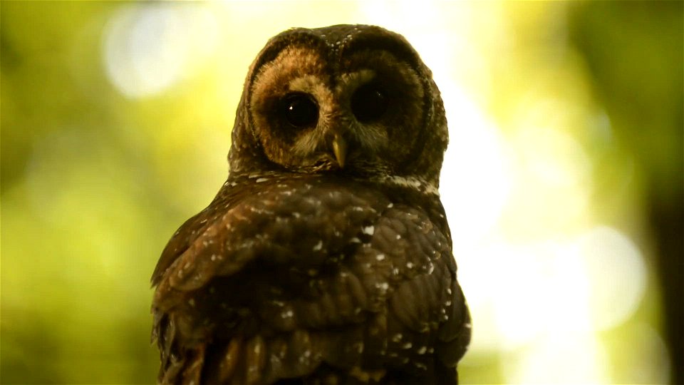 A Spotted Owl in the Wilderness of Mt. Hood National Forest