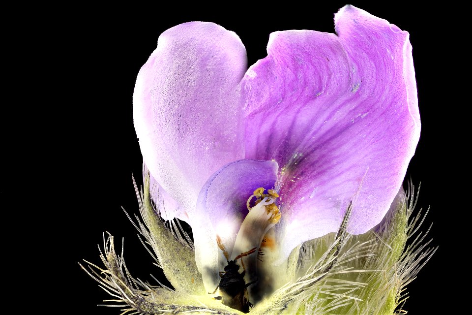 soybean full dissected flower_2021-07-16-14.04.25 ZS PMax UDR photo