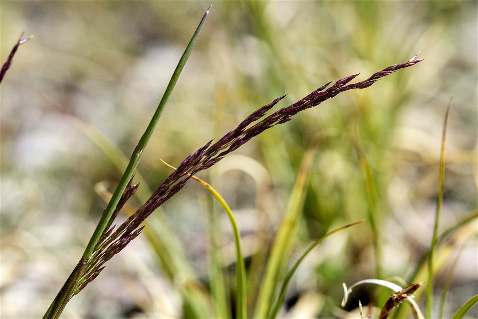 Agrostis variabilis