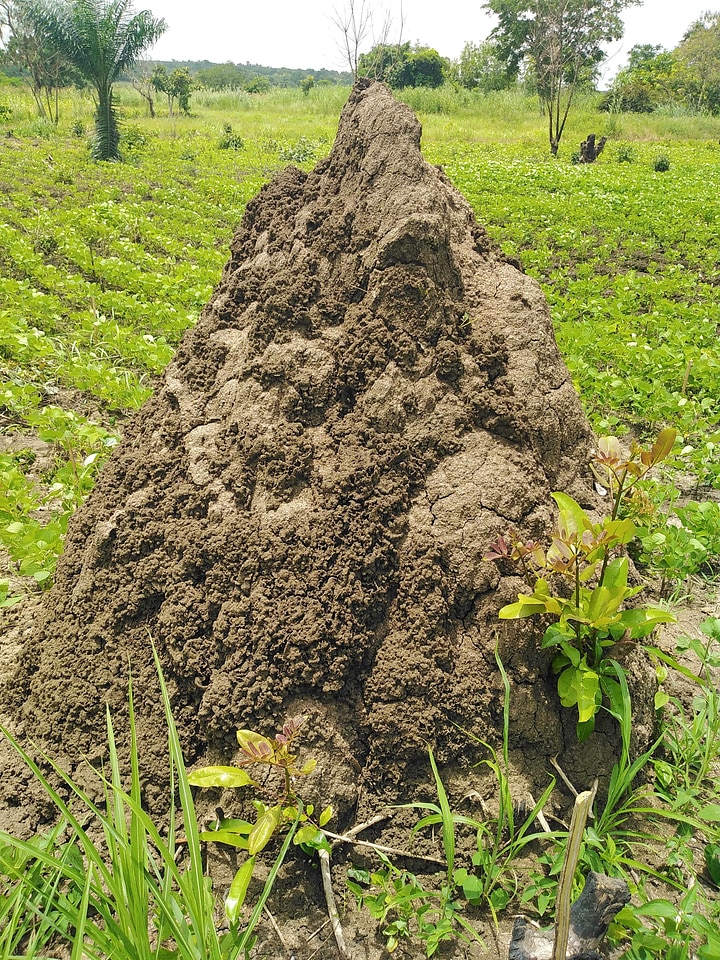 Termite mound termitary biogenic