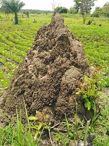 Termite mound termitary biogenic