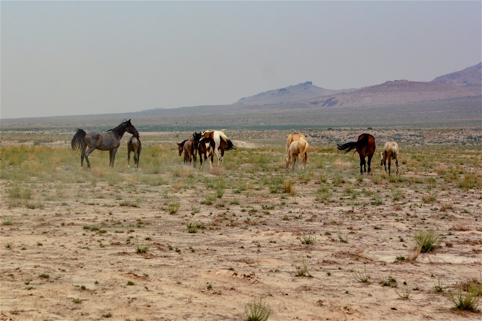 2021 Onaqui Herd Management Area