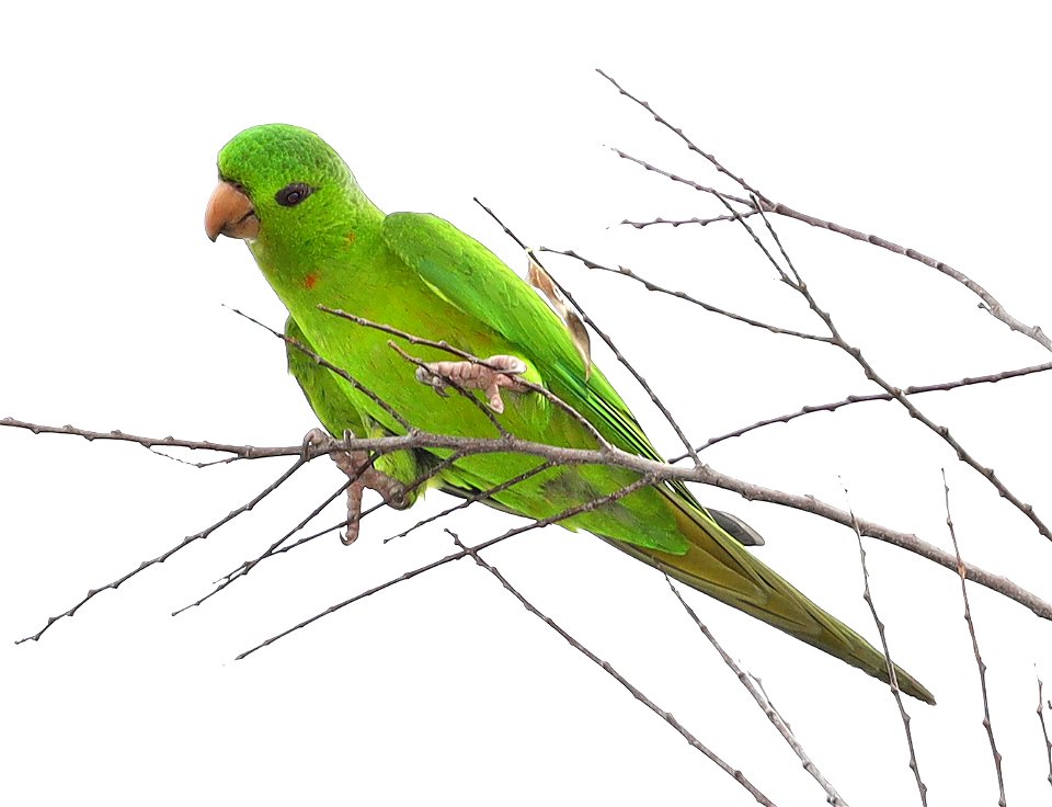 561 - GREEN  PARAKEET (12-29-2021) americana rv park, palmview, hidalgo co, tx -01