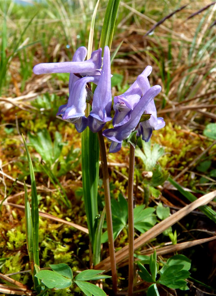 Corydalis_6-13-2011