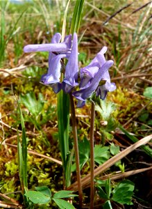 Corydalis_6-13-2011 photo