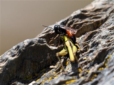 OI000384