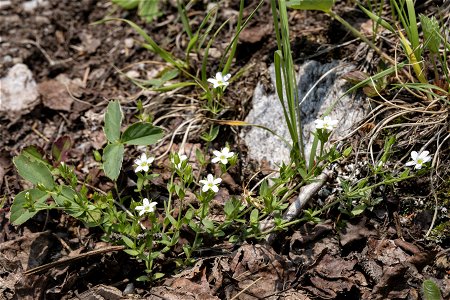 Arenaria saxosa var. saxosa