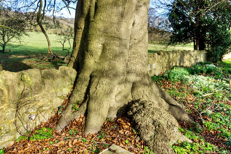 A Tree climbing over a wall.