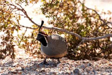 Gambel's quail (Callipepla gambelii) photo