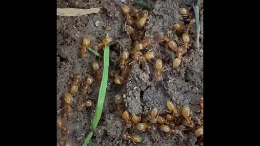 Red Ants. Myrmica Rubra. A really short film. photo