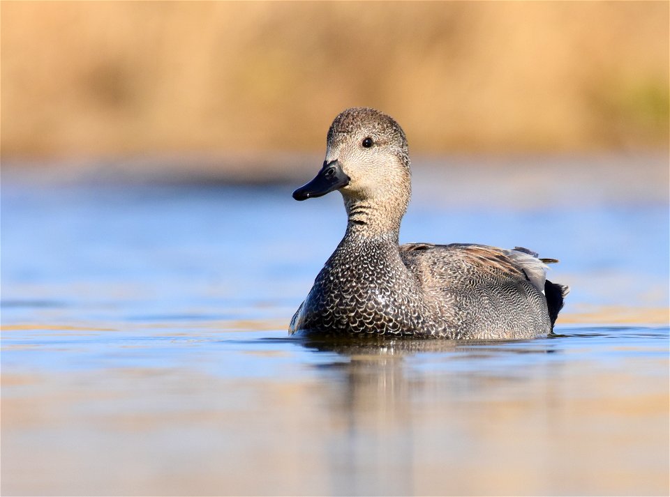 Gadwall at Seedskadee National Wildlife Refuge