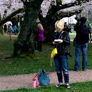 University of Washington Cherry Blossoms photo