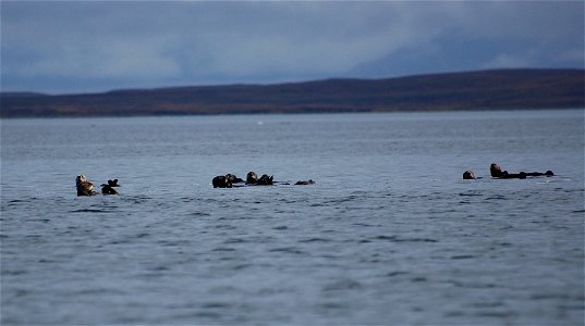 Sea otter raft