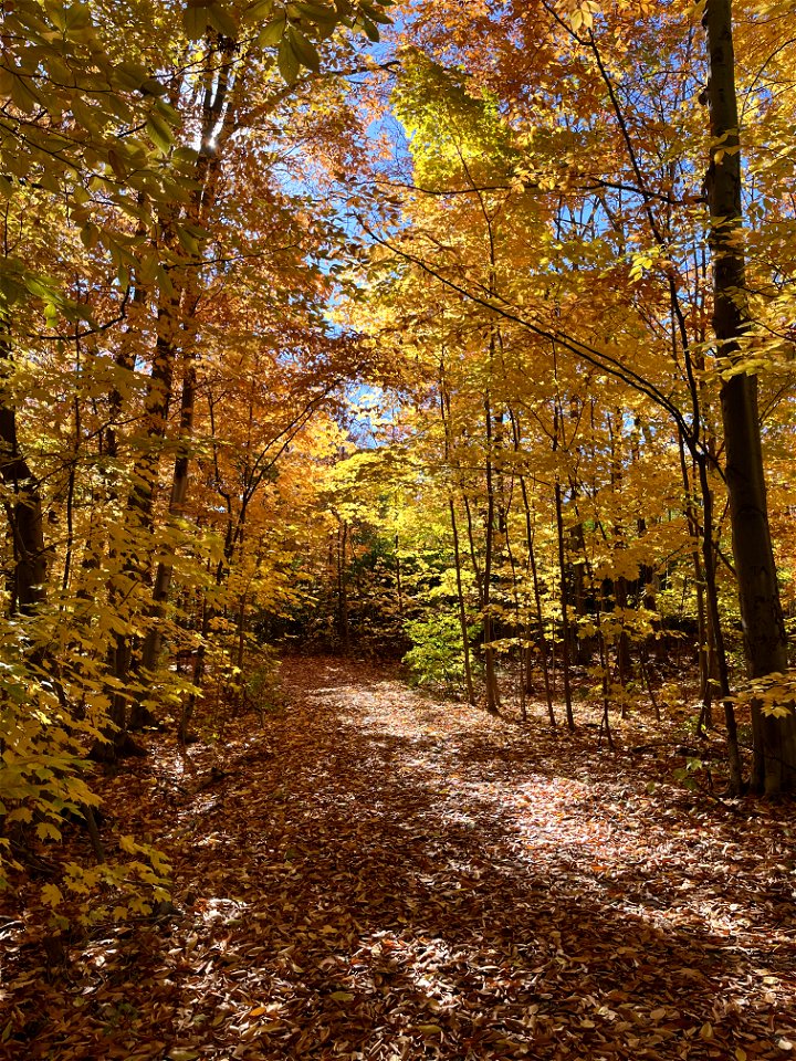 Woodland Chase Trail