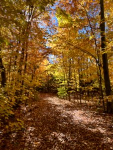 Woodland Chase Trail