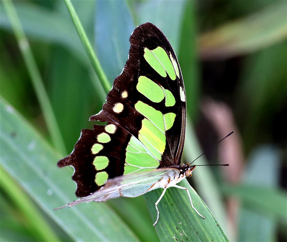 MALACHITE (Siproata stelenes) (12-07-2022) national buttrerfly center, mission, hidalgo co, tx -03