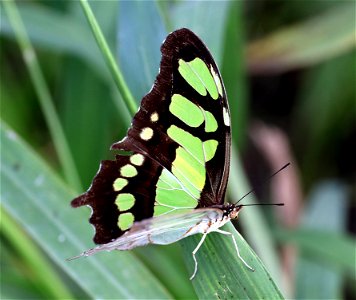 MALACHITE (Siproata stelenes) (12-07-2022) national buttrerfly center, mission, hidalgo co, tx -03