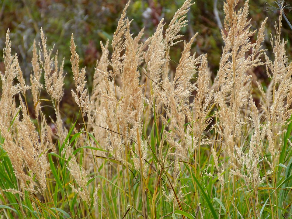 Grass