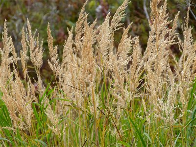 Grass