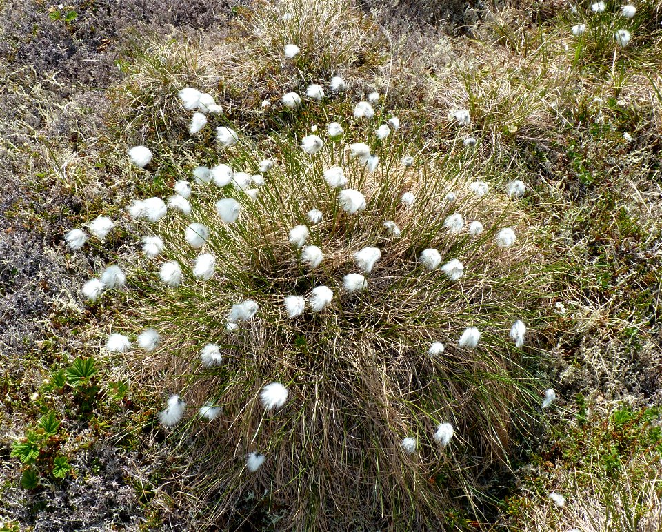 Tussock grass_6-19-2011