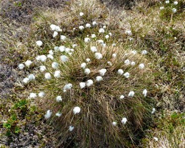 Tussock grass_6-19-2011 photo