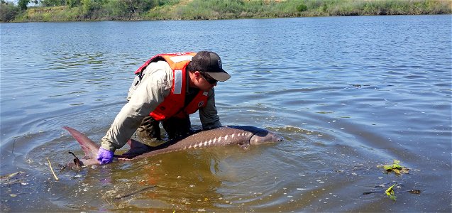 White sturgeon release