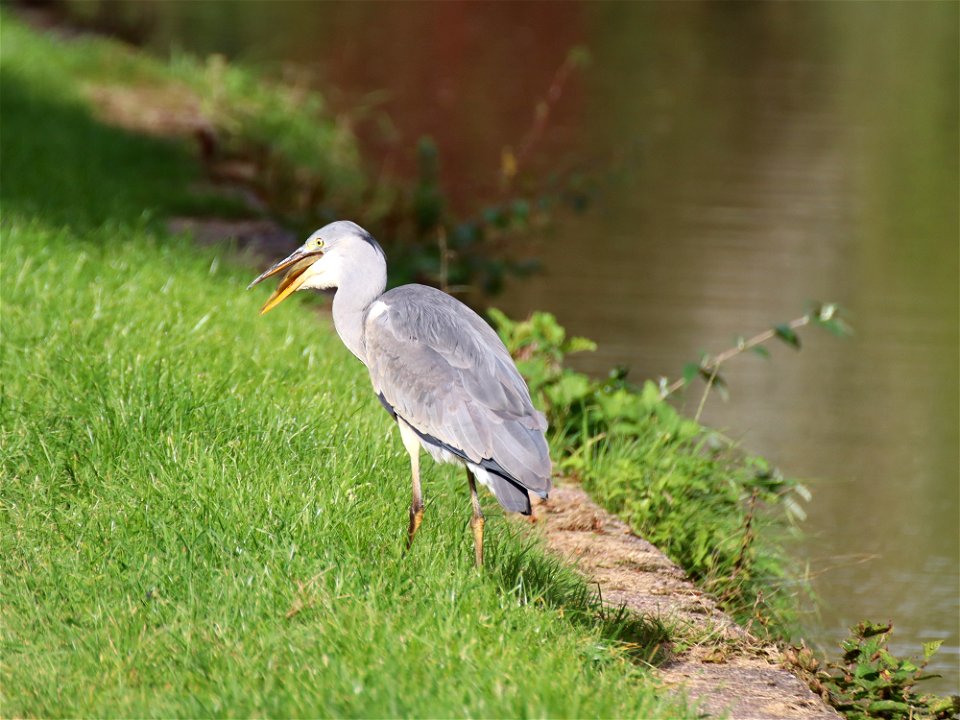 Grey Heron with Perch. 2