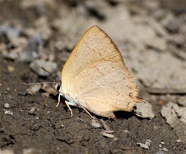 HAIRSTREAK, GOLDEN (Habrodais grunus) (08-30-2022) 5000 ft, bear basin meadow, six rivers nat forest, del norte co, ca -01