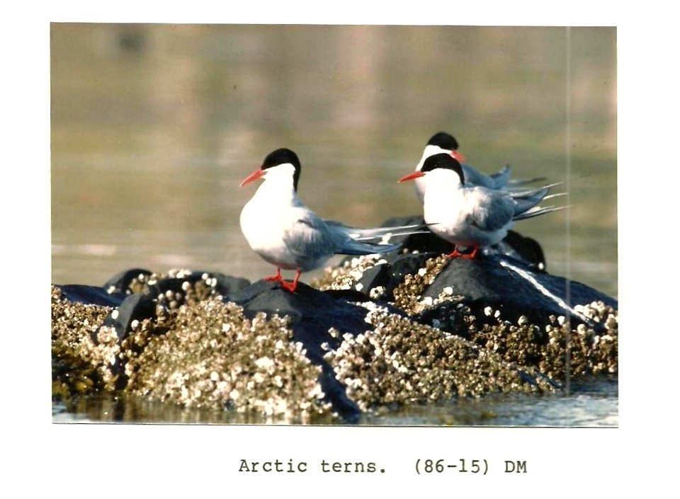 (1986) Arctic Terns