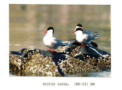 (1986) Arctic Terns photo