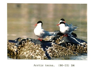 (1986) Arctic Terns
